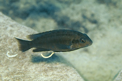 Pseudotropheus sp. 'lucerna north' Lupingu